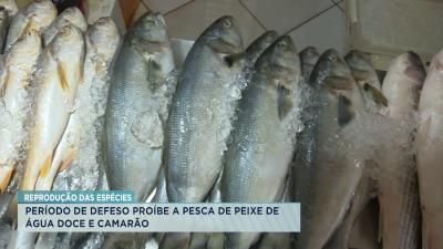 Período de defeso proíbe a pesca de peixe de água doce e camarão