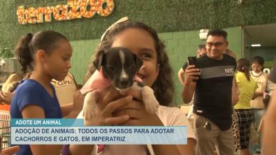 Imperatriz: ONG organiza evento para doações de cães e gatos