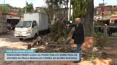 Árvore no bairro Radional gera transtornos aos moradores 