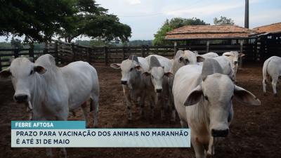 Prazo para vacinação contra Febre Aftosa vai até 31 de maio no Maranhão