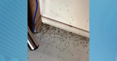 Moradores denunciam infestação de insetos em bairros de São Luís