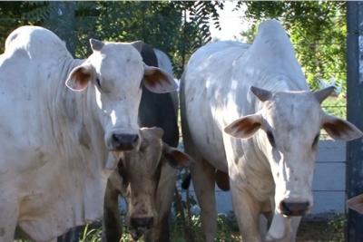 Vendas de carne bovina à China são suspensas após caso de vaca louca