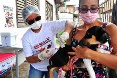 Prefeitura de São Luís segue com vacinação antirrábica de cães e gatos