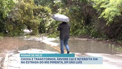 Árvore cai e interdita via na Estrada do Rio Pimenta, em São Luís