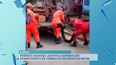 Período chuvoso justifica aparecimento de cobras em residências do MA
