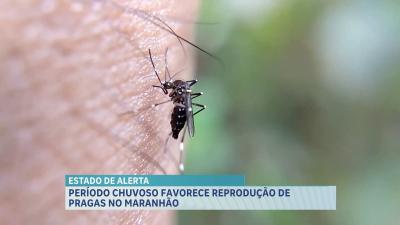 Período chuvoso aumenta reprodução de pragas no Maranhão