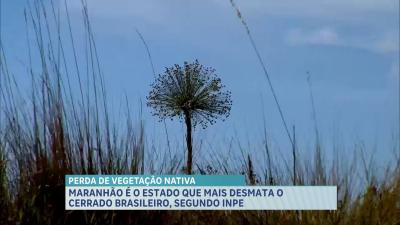Maranhão é o Estado que mais desmata o Cerrado brasileiro, diz INPE