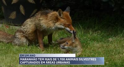 Mais de 1.700 animais silvestres foram capturados em áreas urbanas do MA