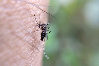 Dengue: veja medicamentos que são contraindicados no tratamento da doença