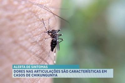 Arbovirose: saiba os principais sintomas da chikungunya