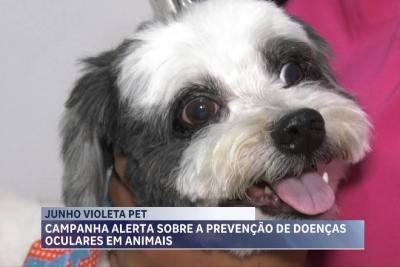 Junho Violeta: campanha alerta sobre doenças oculares em cães e gatos 