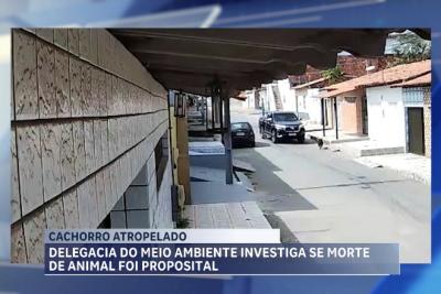 Delegacia do Meio Ambiente investiga atropelamento de cachorro em São Luís