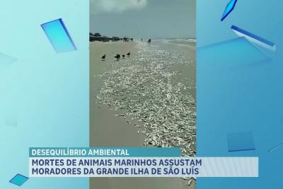 Mortes de animais marinhos assustam moradores e banhistas na Raposa