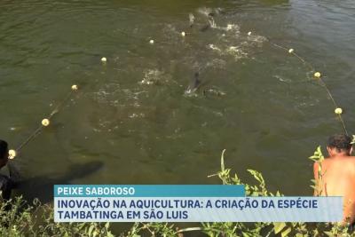 Inovação na aquicultura: a criação da espécie tabatinga em São Luís