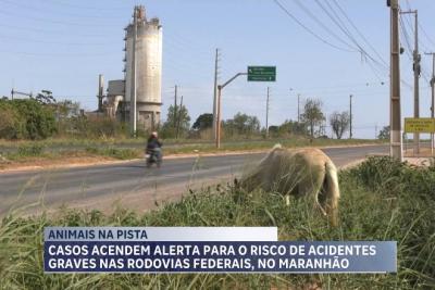 PRF alerta para risco de acidentes com animais soltos em rodovias