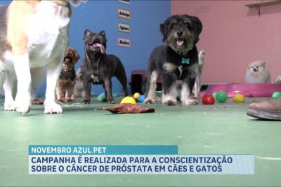 Campanha é realizada para a conscientização sobre o câncer de próstata em cães e gatos