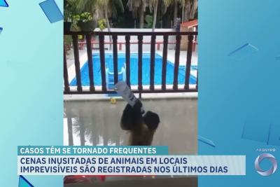 Animais em locais imprevisíveis tem sido  registrados nos últimos dias no Maranhão