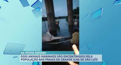 Animais marinhos são encontrados pela população nas praias da grande ilha de São Luís