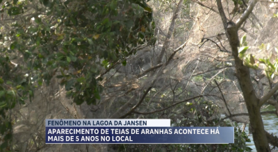 Teias de aranha preocupam moradores da Lagoa da Jansen