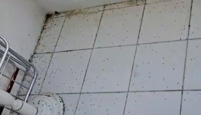 Infestação de insetos causa desconforto aos moradores da região da Lagoa da Jansen
