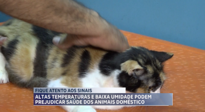 Cuidados necessários com os pets durante o período de altas temperaturas e baixa umidade
