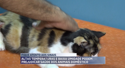 Cuidados necessários com os pets durante o período de altas temperaturas e baixa umidade 