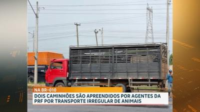 Dois caminhões são apreendidos por transporte irregular de animais na BR-010, em Porto Franco