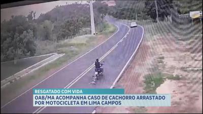 OAB-MA acompanha caso de cão arrastado por motociclista em Lima Campos