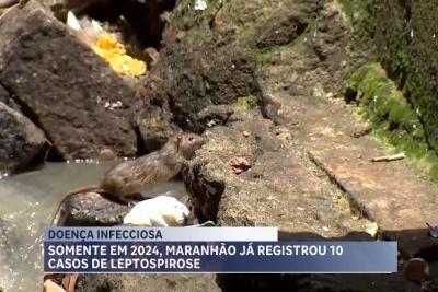 Maranhão já teve 10 casos de leptospirose em 2024