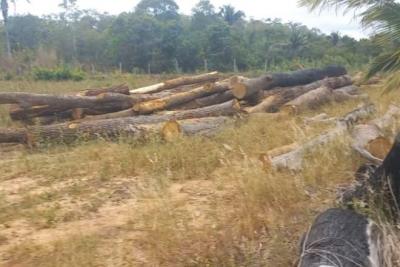 Polícia conduz suspeito de extração ilegal de madeira em São Domingos do Azeitão
