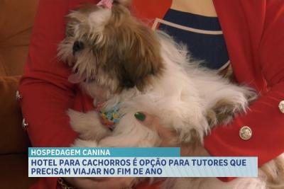 Hospedagem pet: opção para quem vai viajar no fim do ano