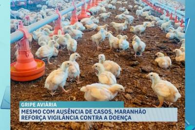 Agro Record: AGED explica ações de prevenção contra gripe aviária