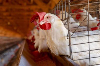 China suspende proibição de importação de carne de frango do Brasil 