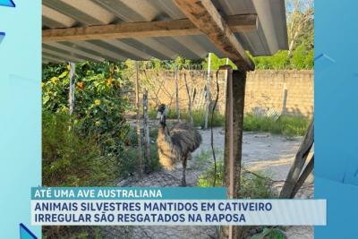 Sete animais, incluindo ave australiana, são apreendidos em cativeiro irregular na Raposa