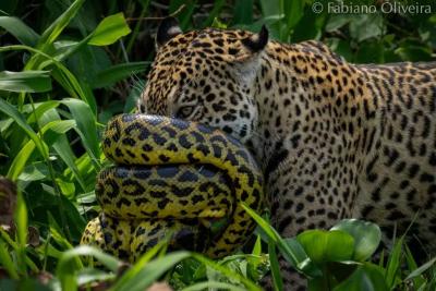 Sucuri se enrola no focinho de onça durante batalha no mundo animal