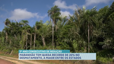 Maranhão registra queda de 26% no desmatamento da Amazônia