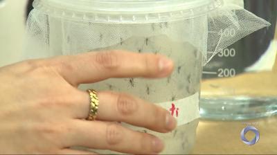 Ressurgimento do sorotipo 3 da dengue pode agravar novos surtos da doença no país