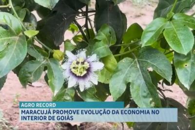 Agro Record: pesquisa da UFMA identifica peixe inédito nos rios maranhenses