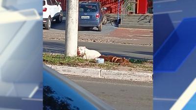 Cachorros caem de carro em movimento e ficam feridos na Avenida Guajajaras