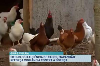 Gripe aviária: primeiro caso em granja liga sinal de alerta no país