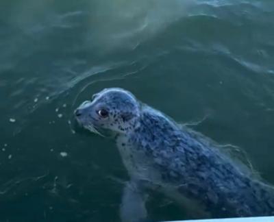 Foca escapa de orcas saltando para o barco de fotógrafo; vídeo 