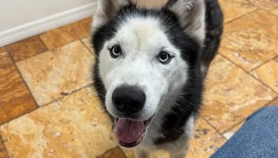 Cão desaparecido há sete anos é localizado e reencontra tutora nos Estados Unidos