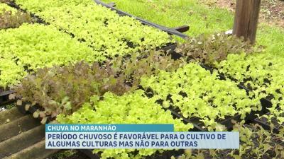 Período chuvoso favorece algumas culturas, mas exige cuidados extras na produção de hortaliças