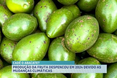 Agro Record: Calor afeta produção de abacate e fiscalização agropecuária é intensificada no Maranhão