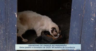 Campanha Dezembro Verde alerta para abandono de animais