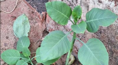 Mulher tem parada cardíaca após intoxicação por planta confundida com couve em MG