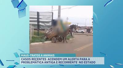 Casos recente de maus-tratos a animais acendem o alerta para problemática no Maranhão