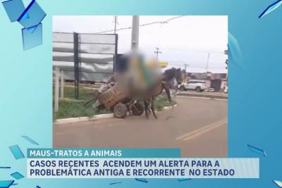 Casos recentes de maus-tratos a animais acendem o alerta para problemática no Maranhão