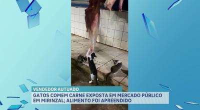 Gatos são flagrados comendo carne exposta em um mercado público, em Mirinzal