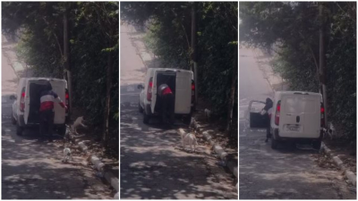 Homem abandona cadela e dois filhotes na Grande SP, e mãe dos cães morre atropelada